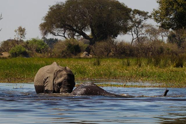074 Okavango Delta, duikboot.jpg